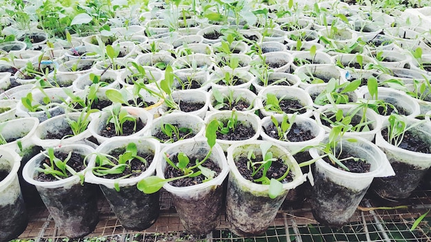 high angle view of potted plants at nursery