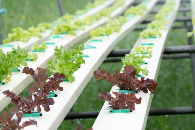 High angle view of potted plants on railing