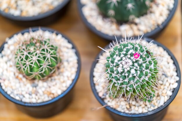 High angle view of potted plants on table