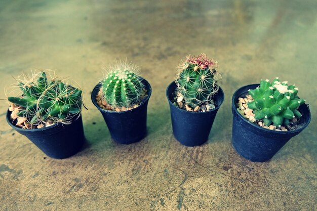 Photo high angle view of potted plants on table