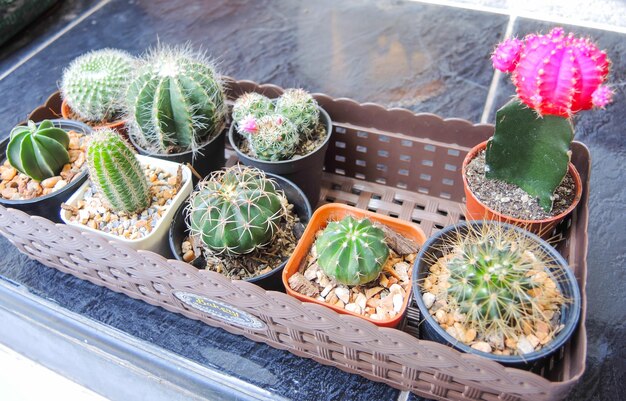 High angle view of potted plants on table