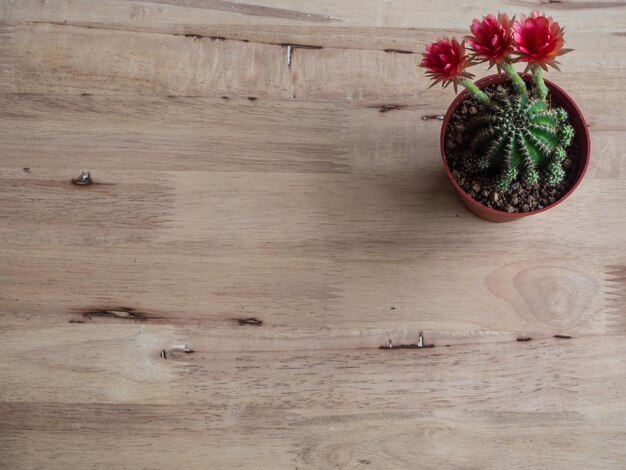 Photo high angle view of potted plants on table