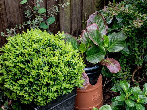 Photo high angle view of potted plants in yard