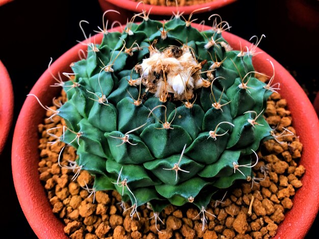 High angle view of potted plants