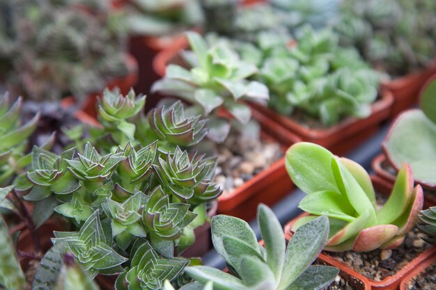 鉢の植物の高角度の眺め