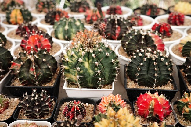 High angle view of potted plants