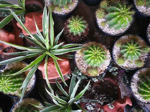 Foto vista ad alto angolo delle piante in vaso