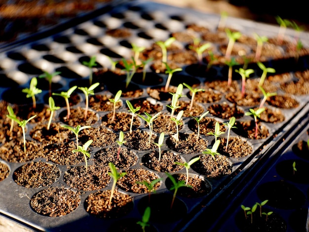 High angle view of potted plants