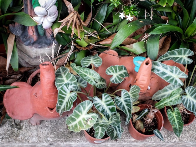 Photo high angle view of potted plants