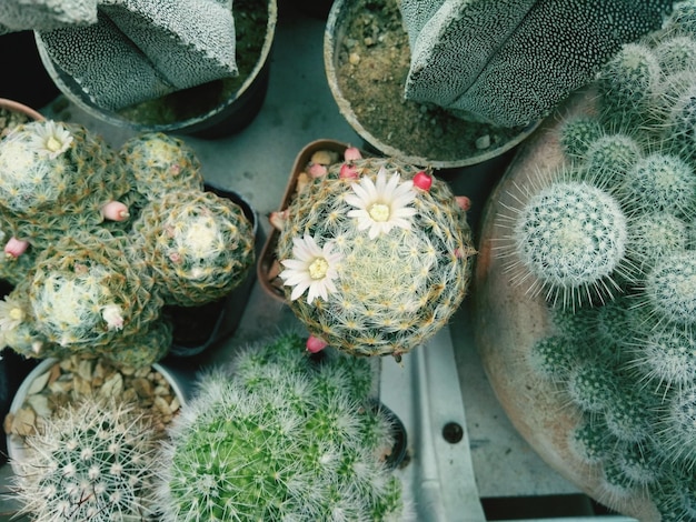 Foto vista ad alto angolo delle piante in vaso