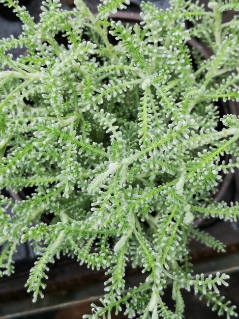 High angle view of potted plants