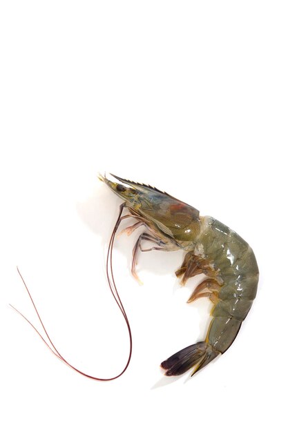 Photo high angle view of prawn over white background