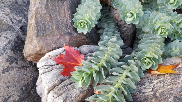 High angle view of prickly pear cactus