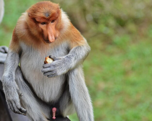 Photo high angle view of proboscis monkey on wooden plank