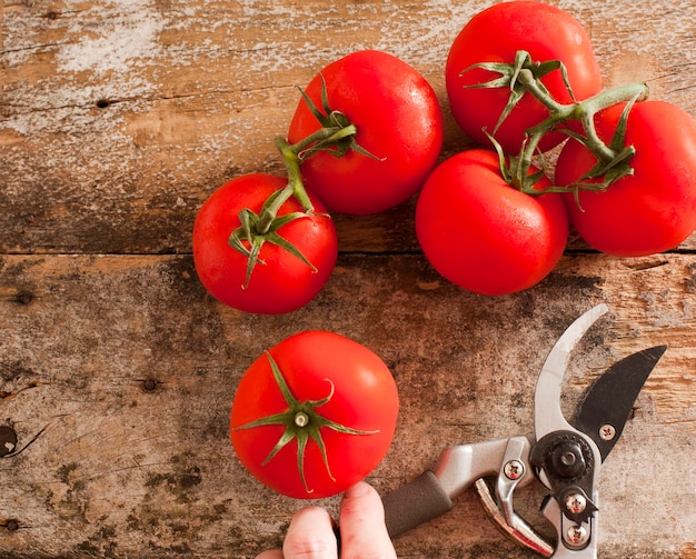 High angle view of pruning shears and tomatoes on table
