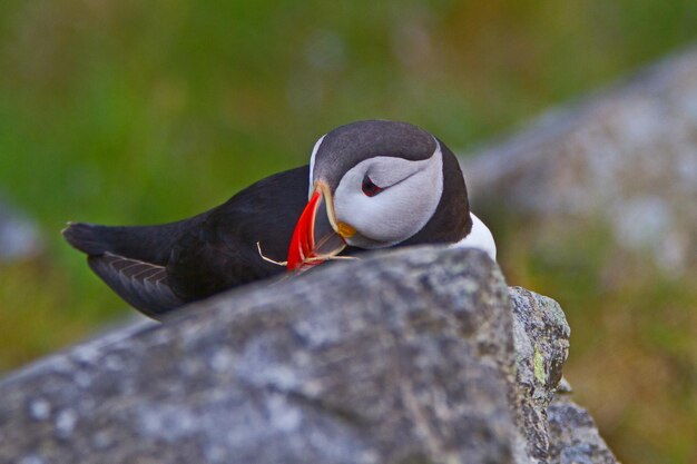 Photo high angle view of puffin perching on rock