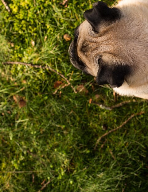 High angle view of pug on grassy field