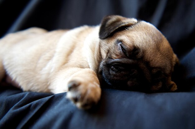 Photo high angle view of pug puppy relaxing on bed at home