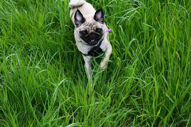 Photo high angle view of pug running on grassy field
