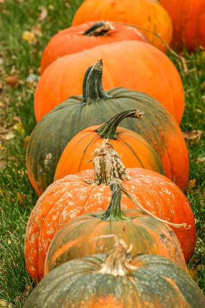 Foto vista ad alta angolazione di una zucca in vendita al mercato