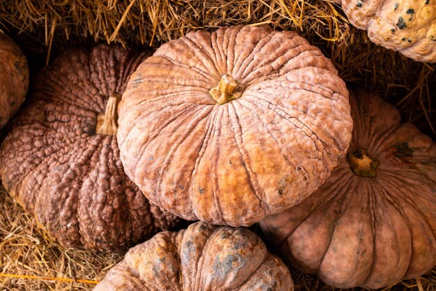 High angle view of pumpkins against white background