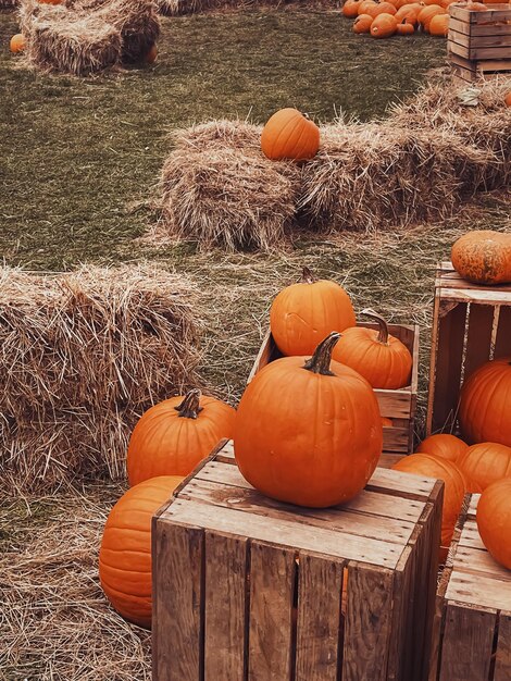 Photo high angle view of pumpkins for sale