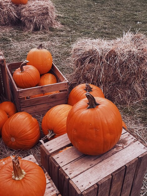 High angle view of pumpkins on table