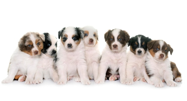 白い背景に対する子犬の高角度の視点