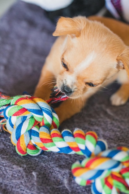 High angle view of a puppy dog