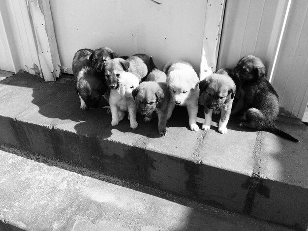 Photo high angle view of puppy family