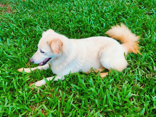 High angle view of puppy on field