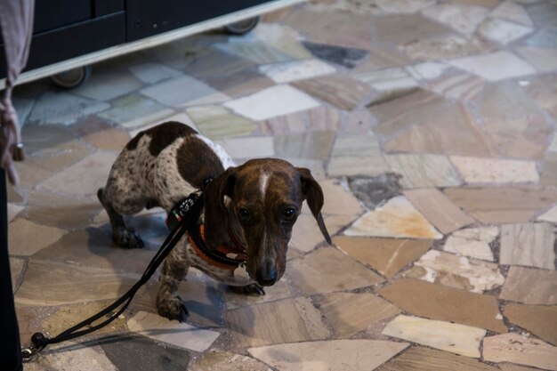 High angle view of puppy on floor