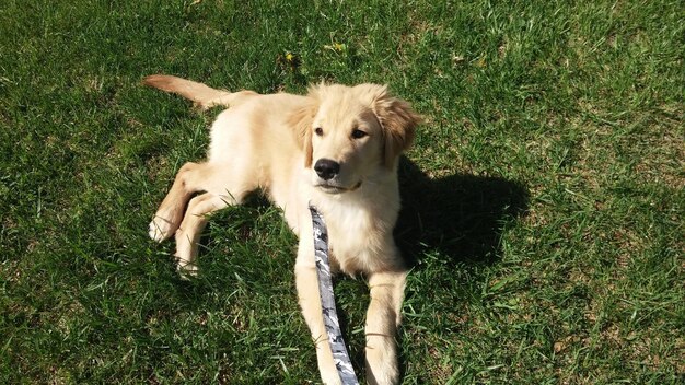 High angle view of puppy on land