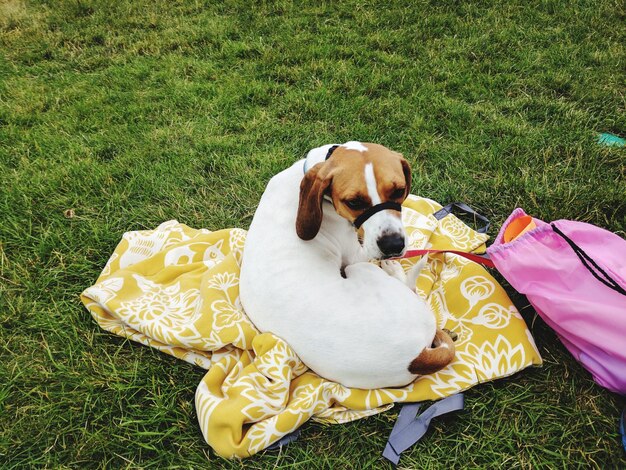 Photo high angle view of puppy sitting on grass