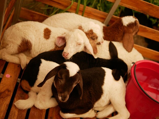 High angle view of puppy sleeping