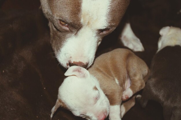 High angle view of puppy