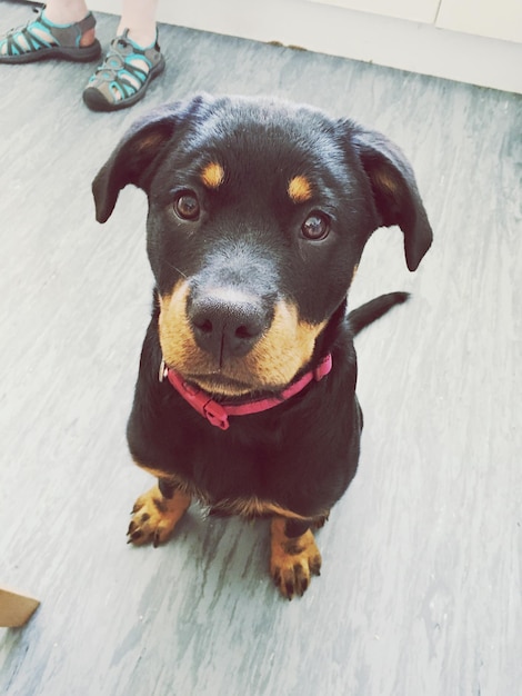子犬のハイアングルビュー