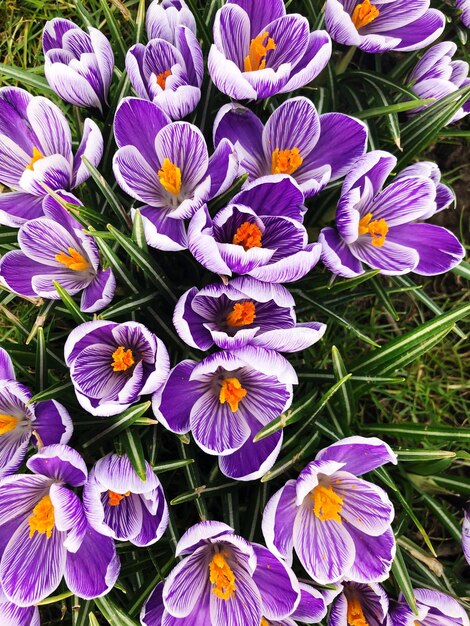 High angle view of purple crocus blooming on field