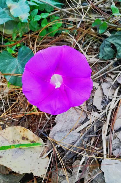 High angle view of purple flower blooming outdoors