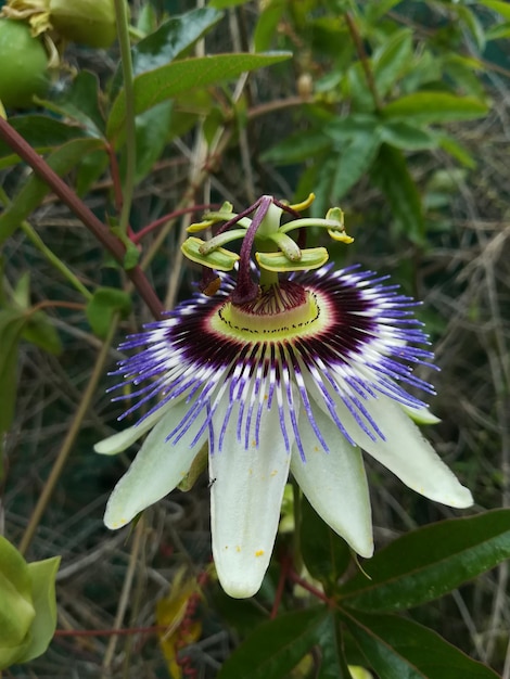 Foto vista ad alta angolazione del fiore viola sul campo