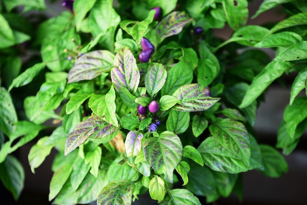 High angle view of purple flowering plant