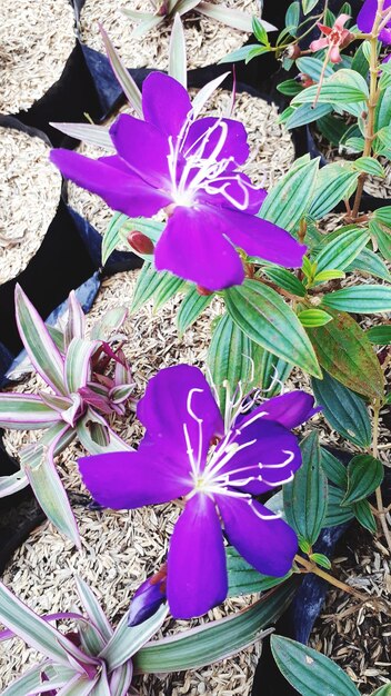 High angle view of purple flowering plant