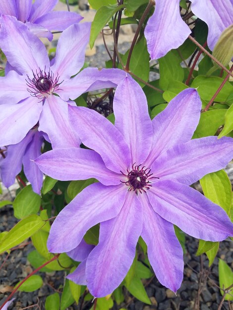 High angle view of purple flowering plant