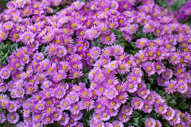 High angle view of purple flowering plants on field