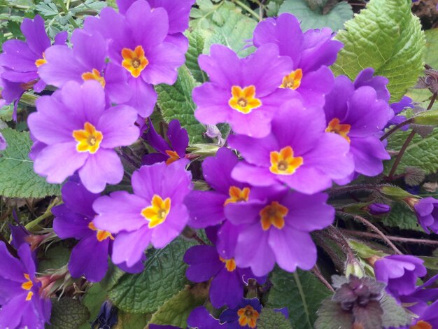 High angle view of purple flowering plants on field