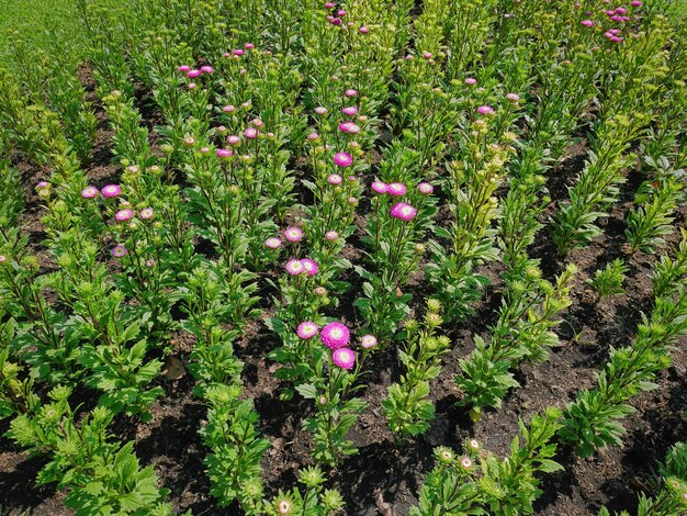 High angle view of purple flowering plants on field