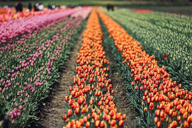 Photo high angle view of purple flowering plants on field