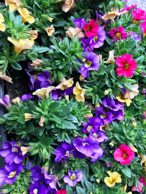 High angle view of purple flowering plants