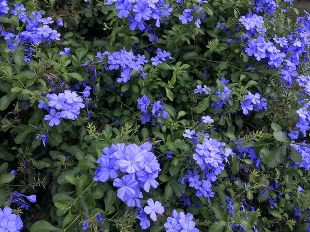 High angle view of purple flowering plants