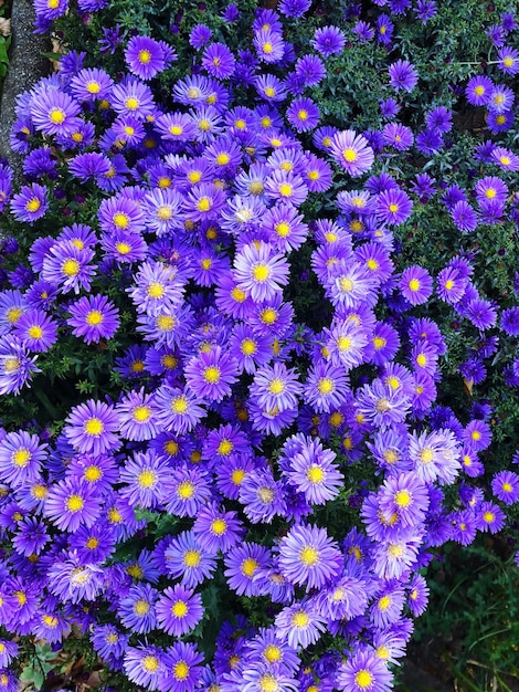 High angle view of purple flowering plants